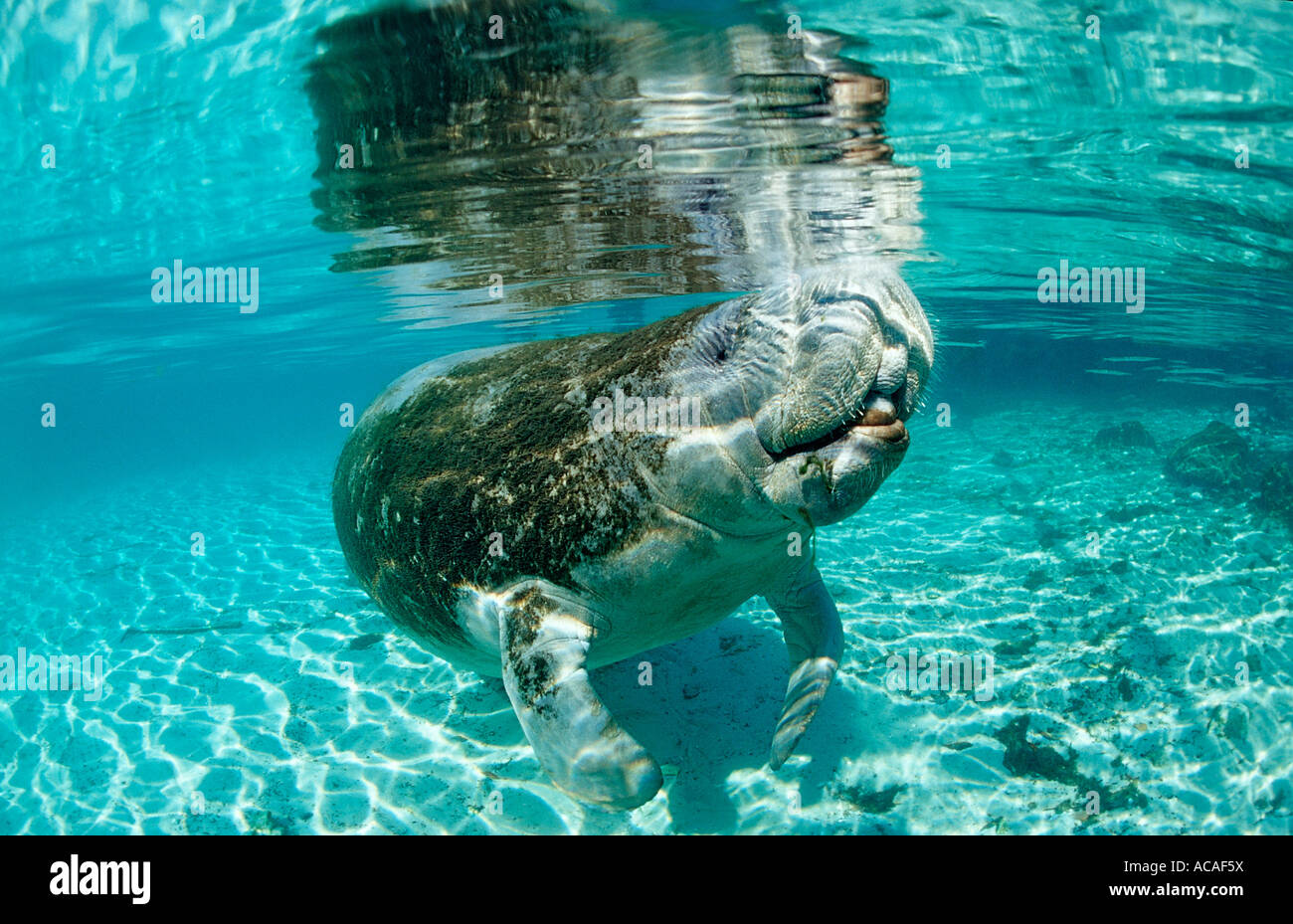 West Indian lamantino Trichechus manatus latirostris USA Florida FL Crystal River Foto Stock