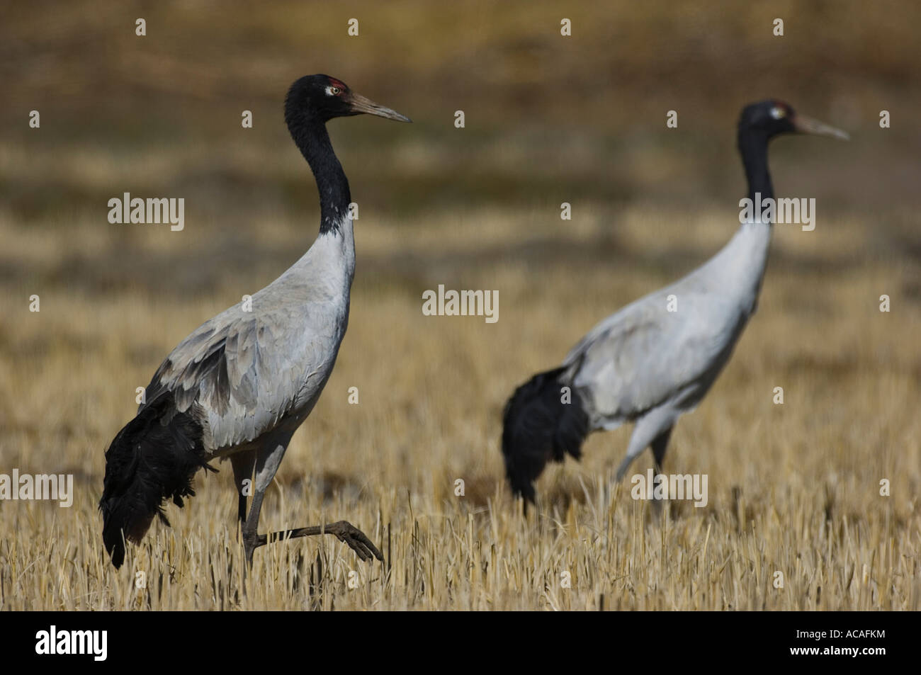 Nero gru a collo alto s Grus nigricollis nella valle Shangti Arunachal Pradesh India Foto Stock