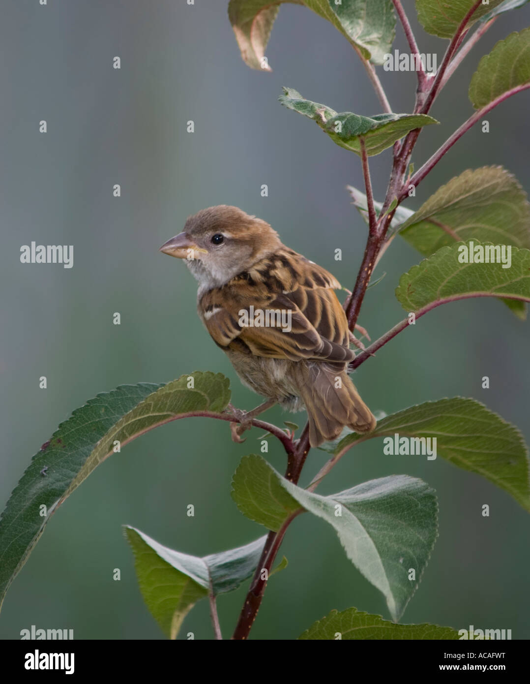 Neonata casa passero, passer domesticus, appollaiato su un ramo di piccole dimensioni. Oklahoma, Stati Uniti d'America. Foto Stock