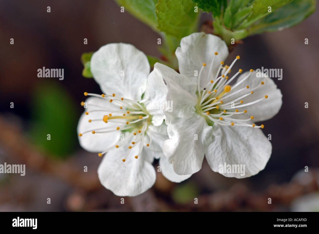 Prugna fiore su prugna alberi da frutto Foto Stock