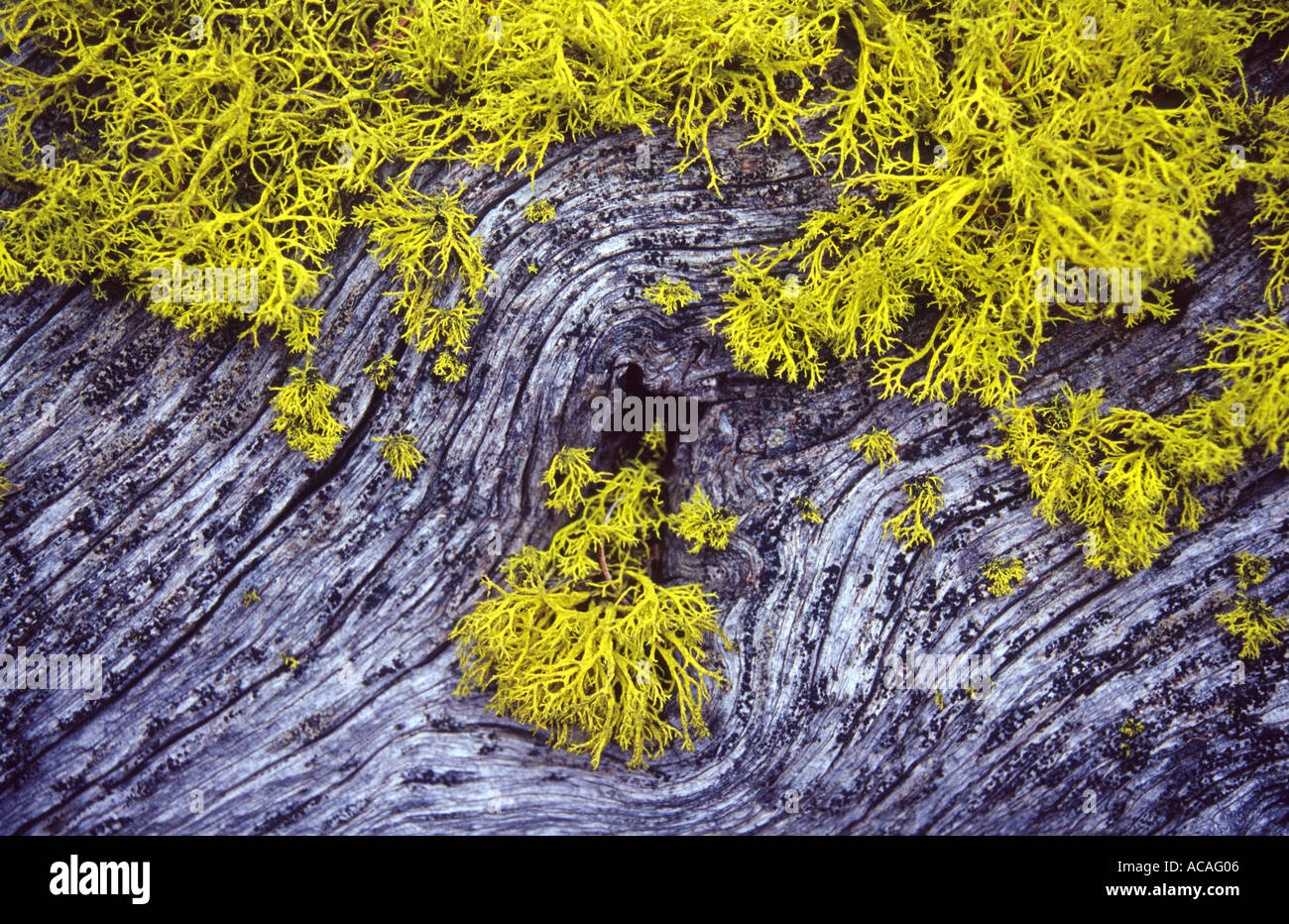 Lupo lichen, Letharia Vulpina, montagne rocciose, STATI UNITI D'AMERICA Foto Stock