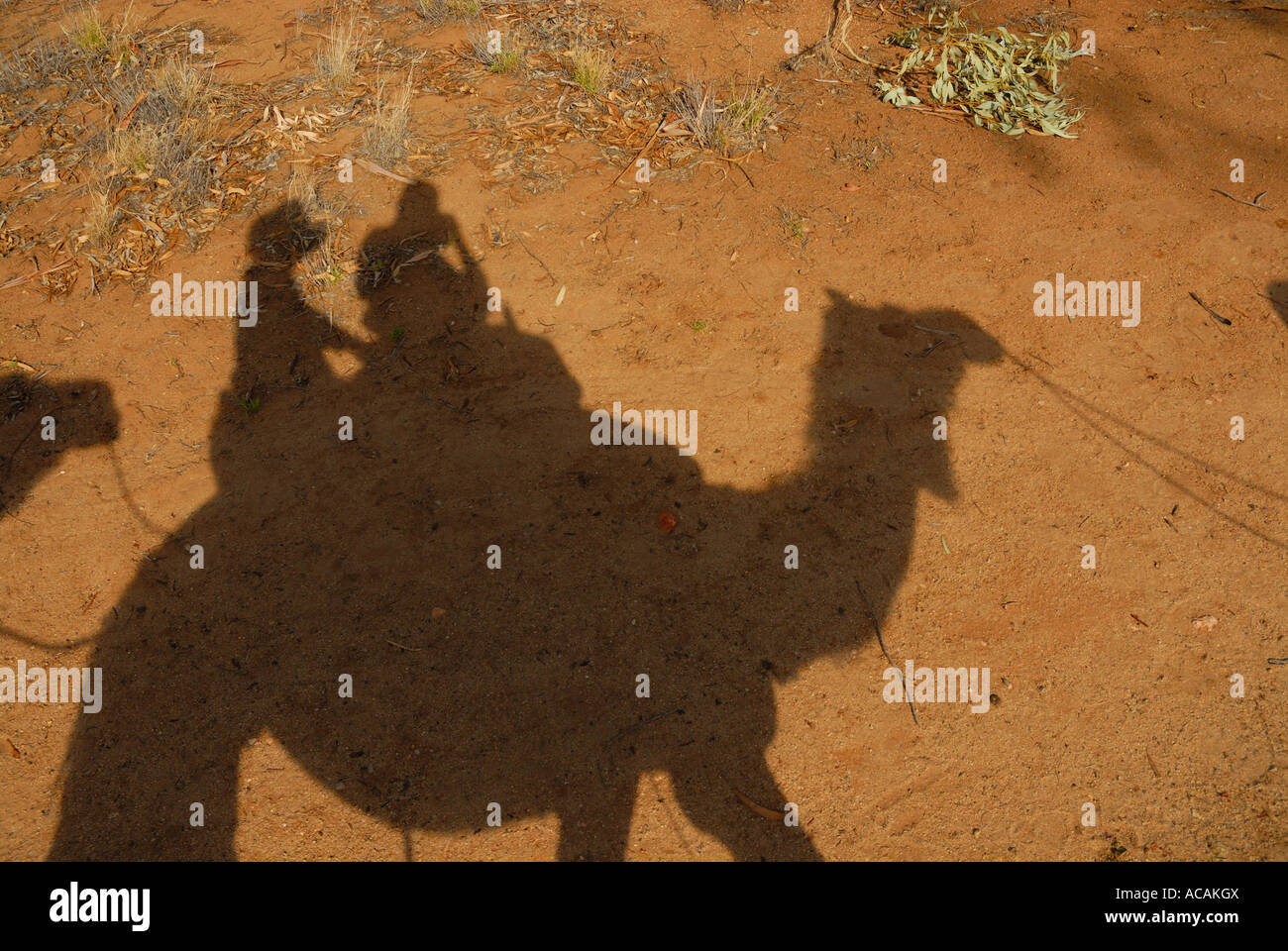 Camel safari, Alice Springs, Territorio del Nord, l'Australia Foto Stock