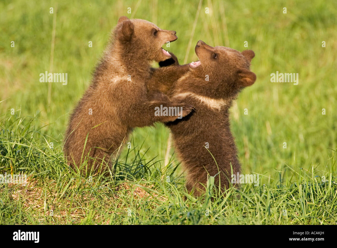 European Brown Bear Cub, riproduzione (Ursus arctos) Foto Stock