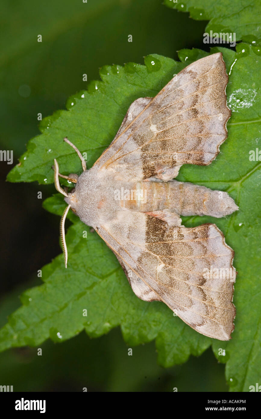 Il PIOPPO hawk moth (Laothoe populi) Foto Stock