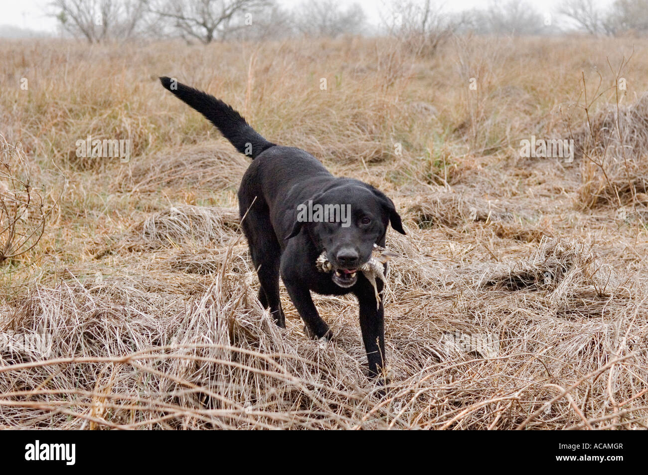 Nero Labrador Retriever il recupero di quaglia Bobwhite Mariposa Ranch in Texas Foto Stock