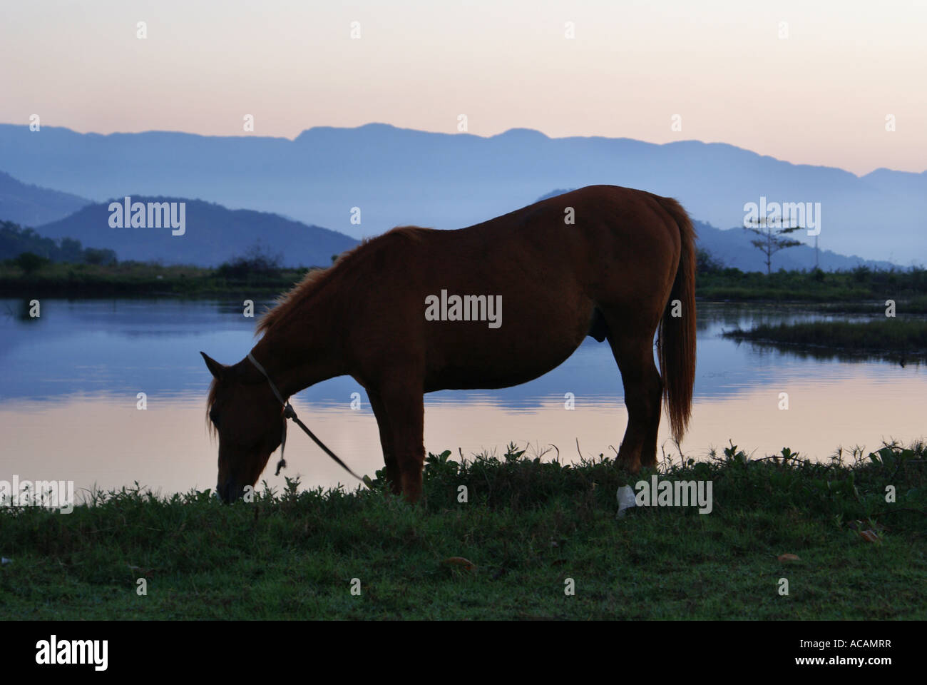 Cavallo al pascolo all'alba, Paraty, Brasile Foto Stock