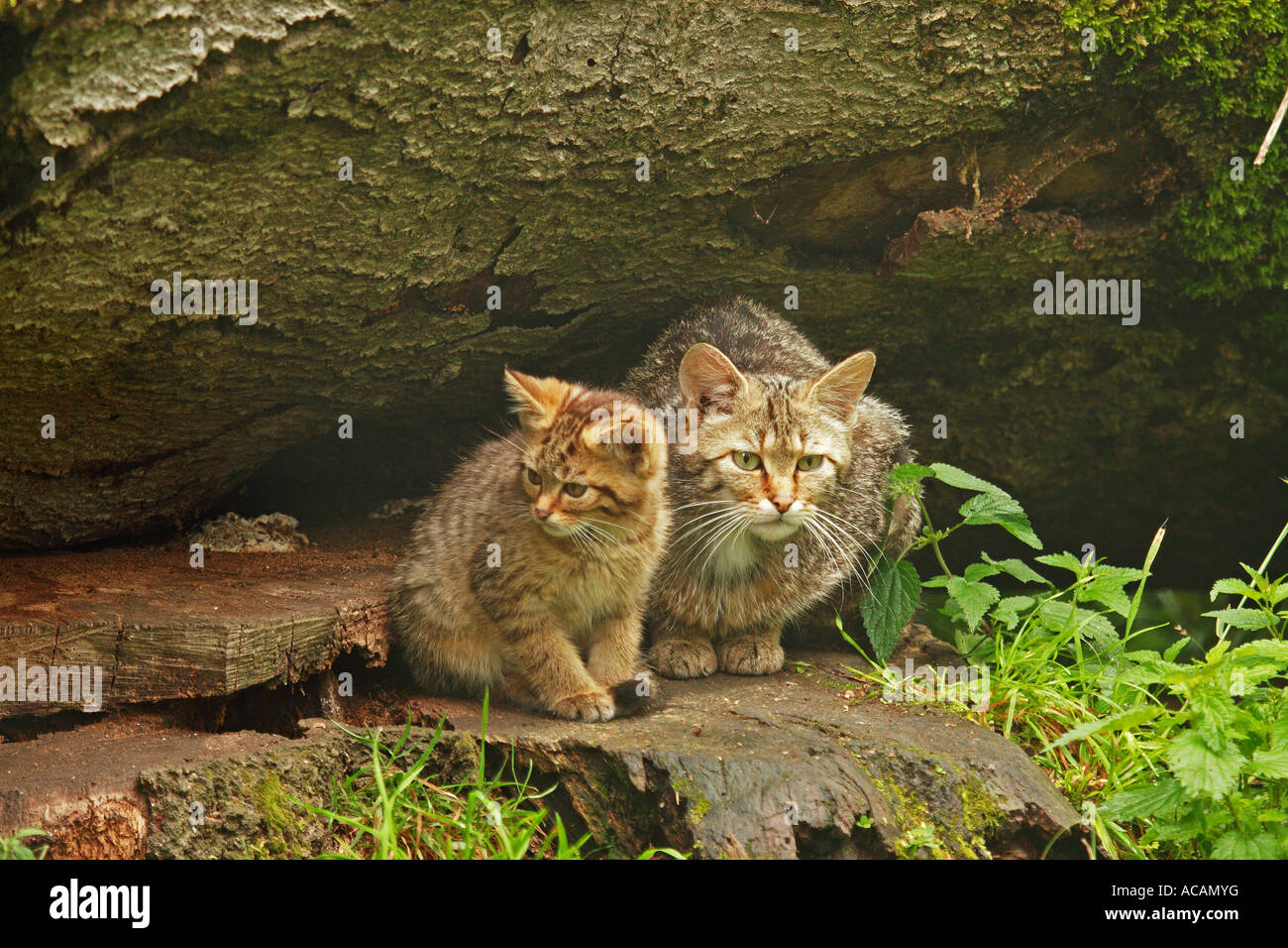 Wildcats (Felis silvestris) Foto Stock