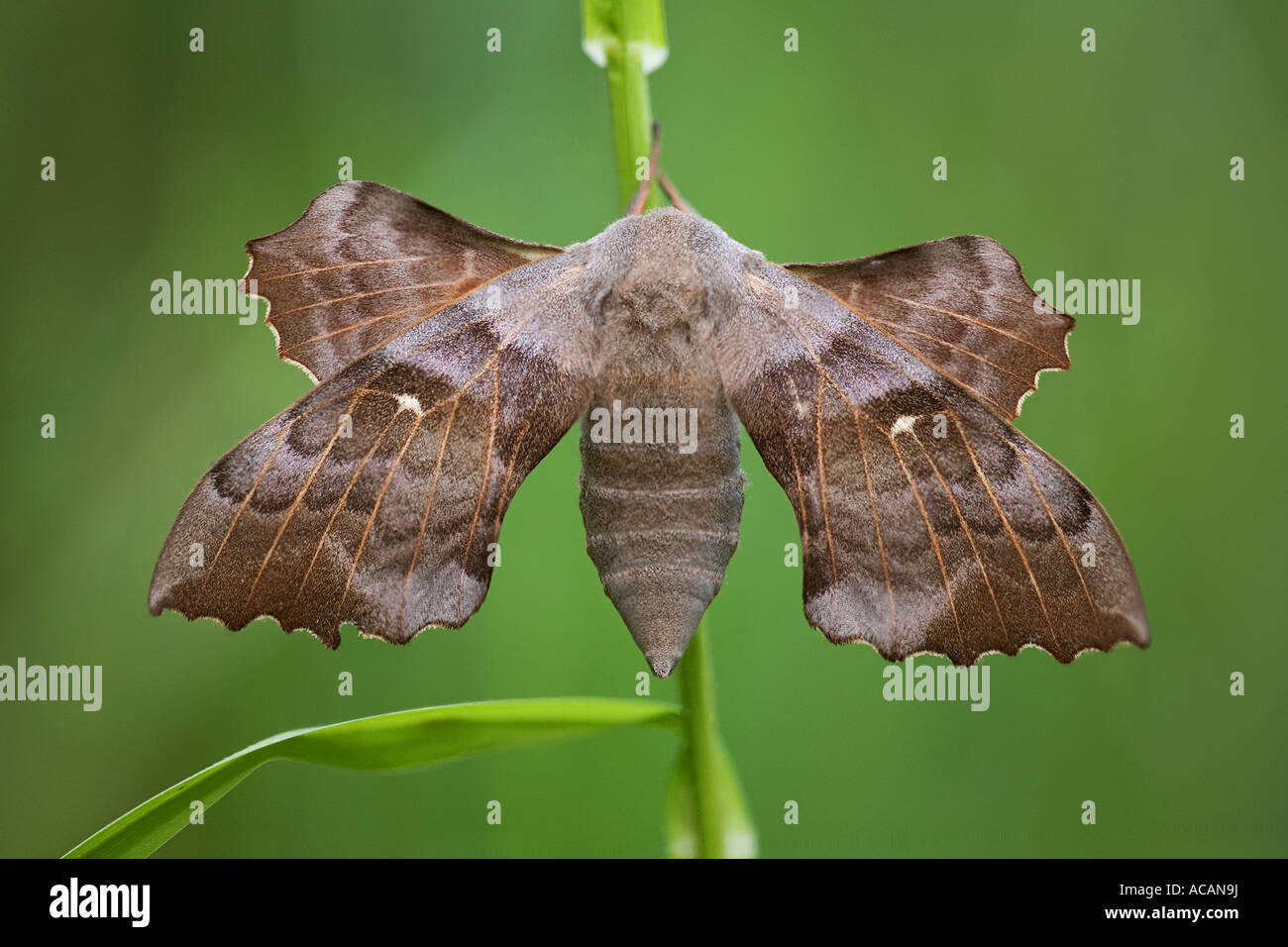 Il PIOPPO hawk moth (Laothoe populi) Foto Stock