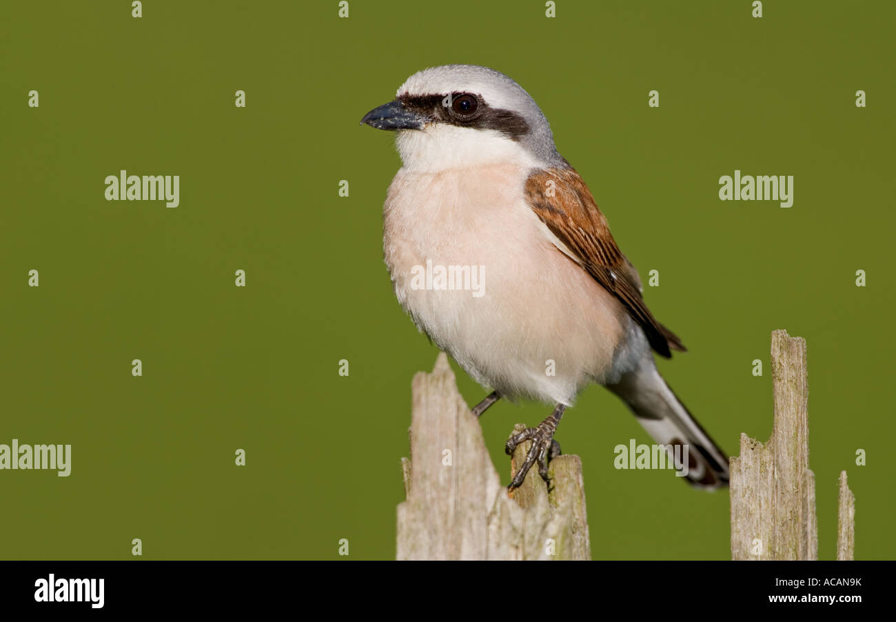 Red-backed shrike (Lanius collurio) Foto Stock