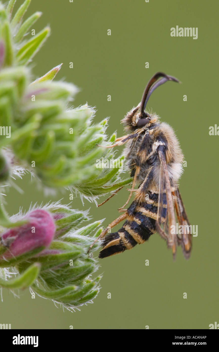 Trifoglio Clearwing Ribes Bembecia ichneumoniformis) Foto Stock