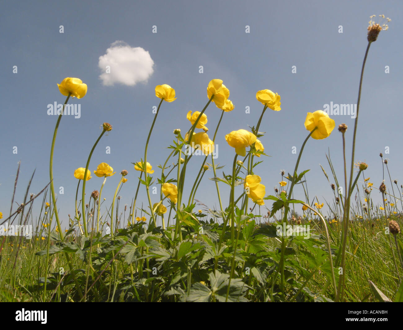 Globo-fiore (Trollius europaeus) Foto Stock