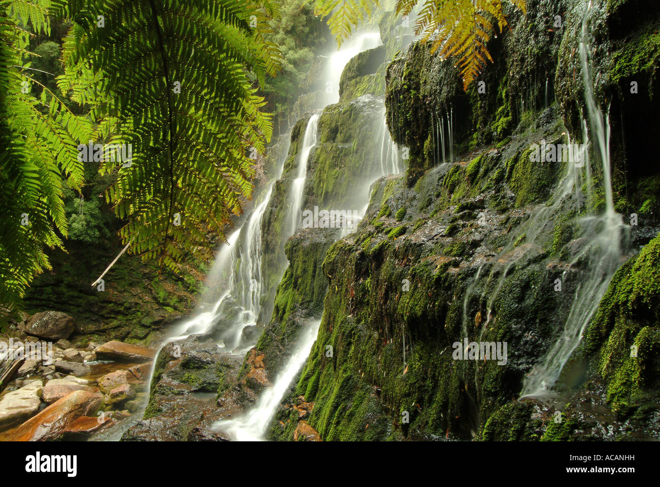 Russell scende in campo per montaggio National Park, la Tasmania, Australia Foto Stock