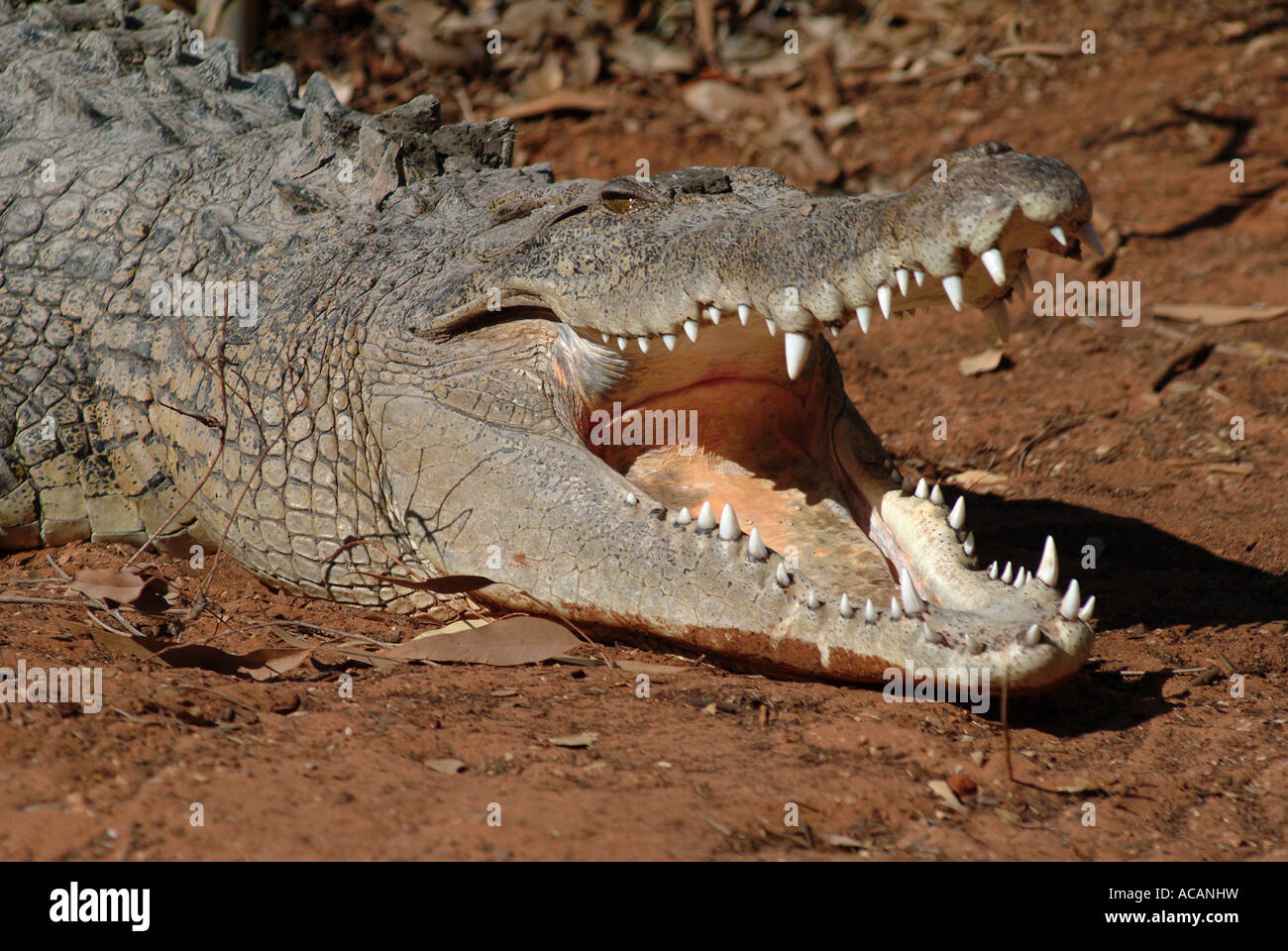 Coccodrillo di acqua salata (Crocodylus porosus), Australia Foto Stock