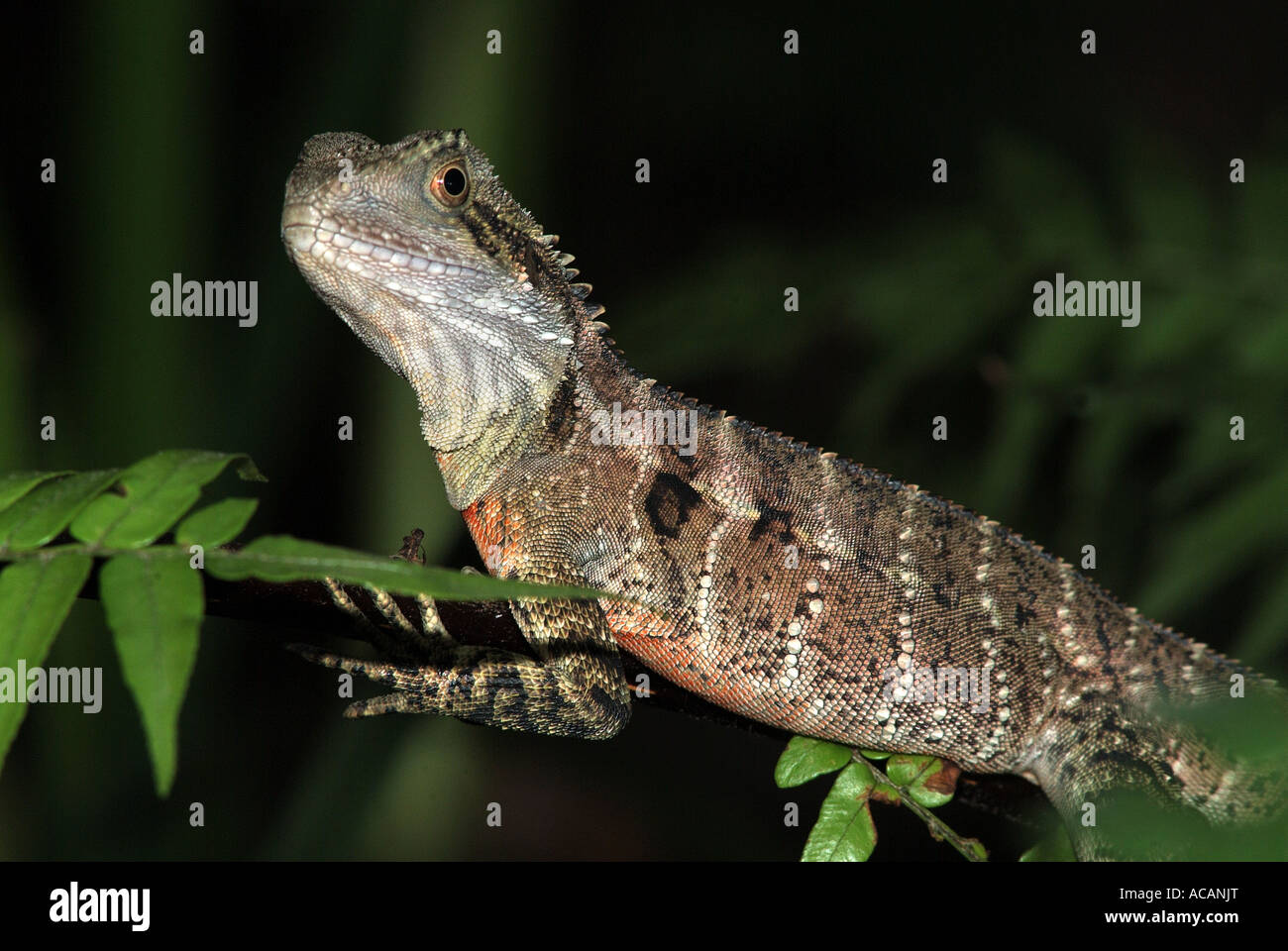 Acqua australiano Dragon (Physignathus lesueurii), Queensland, Australia Foto Stock