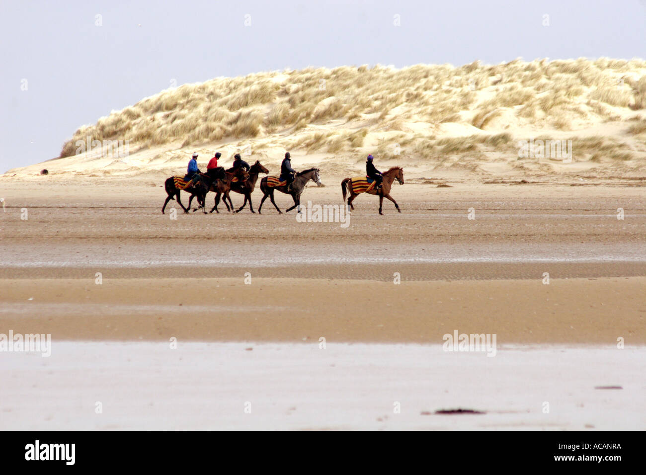 I cavalli di essere cavalcato sulla spiaggia, REGNO UNITO Foto Stock