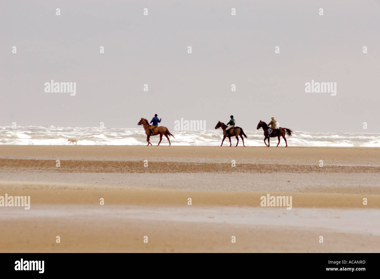 I cavalli di essere cavalcato sulla spiaggia, REGNO UNITO Foto Stock