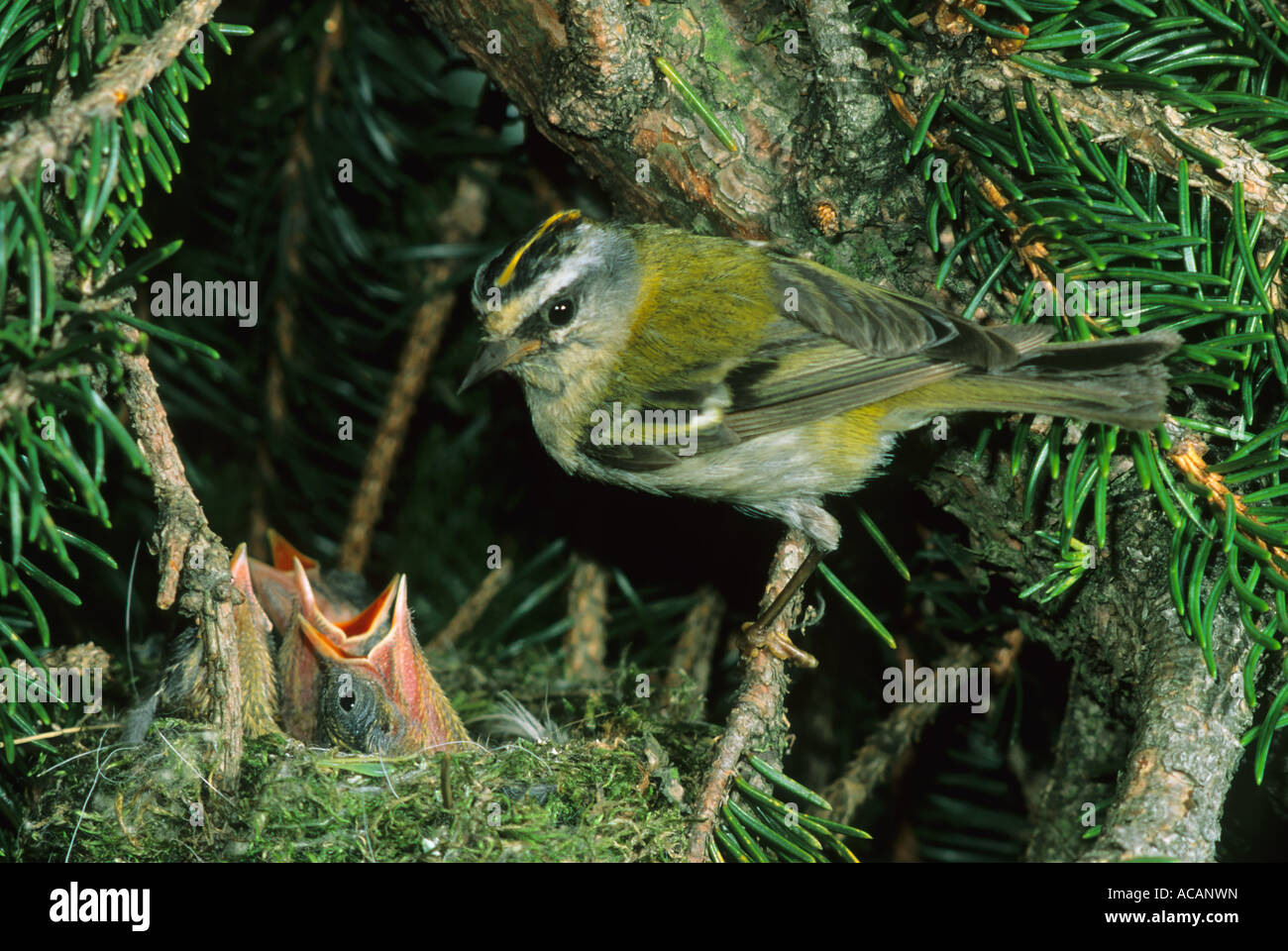 Firecrest (Regulus ignicapillus), maschio a nido con uccellini Foto Stock