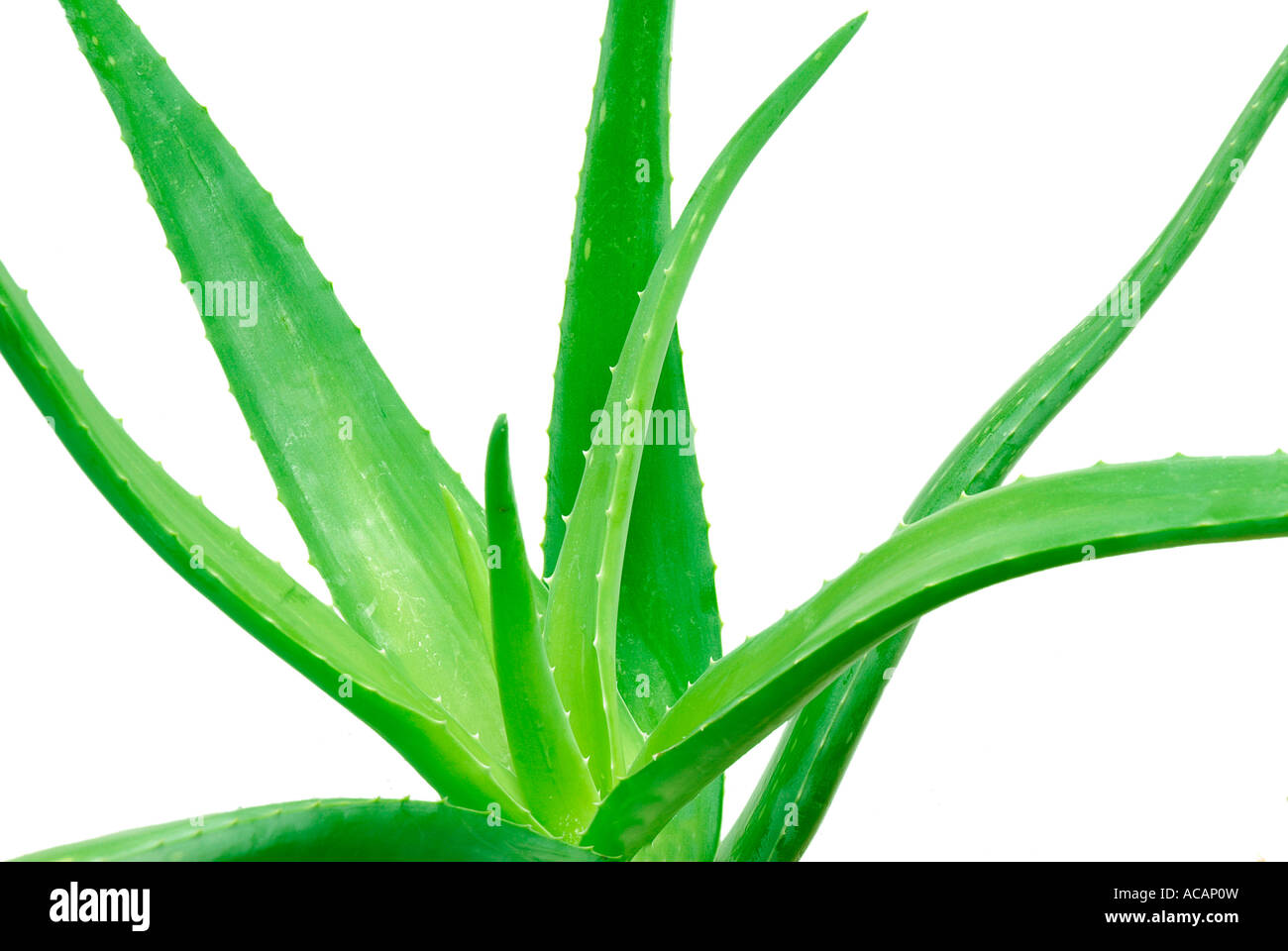 Aloe (Aloe barbadensis) Foto Stock