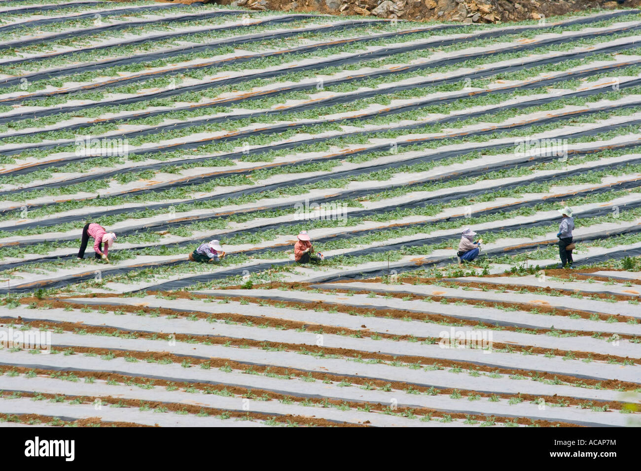 Le donne coreane che lavorano in campi di anguria Corea del Sud Foto Stock