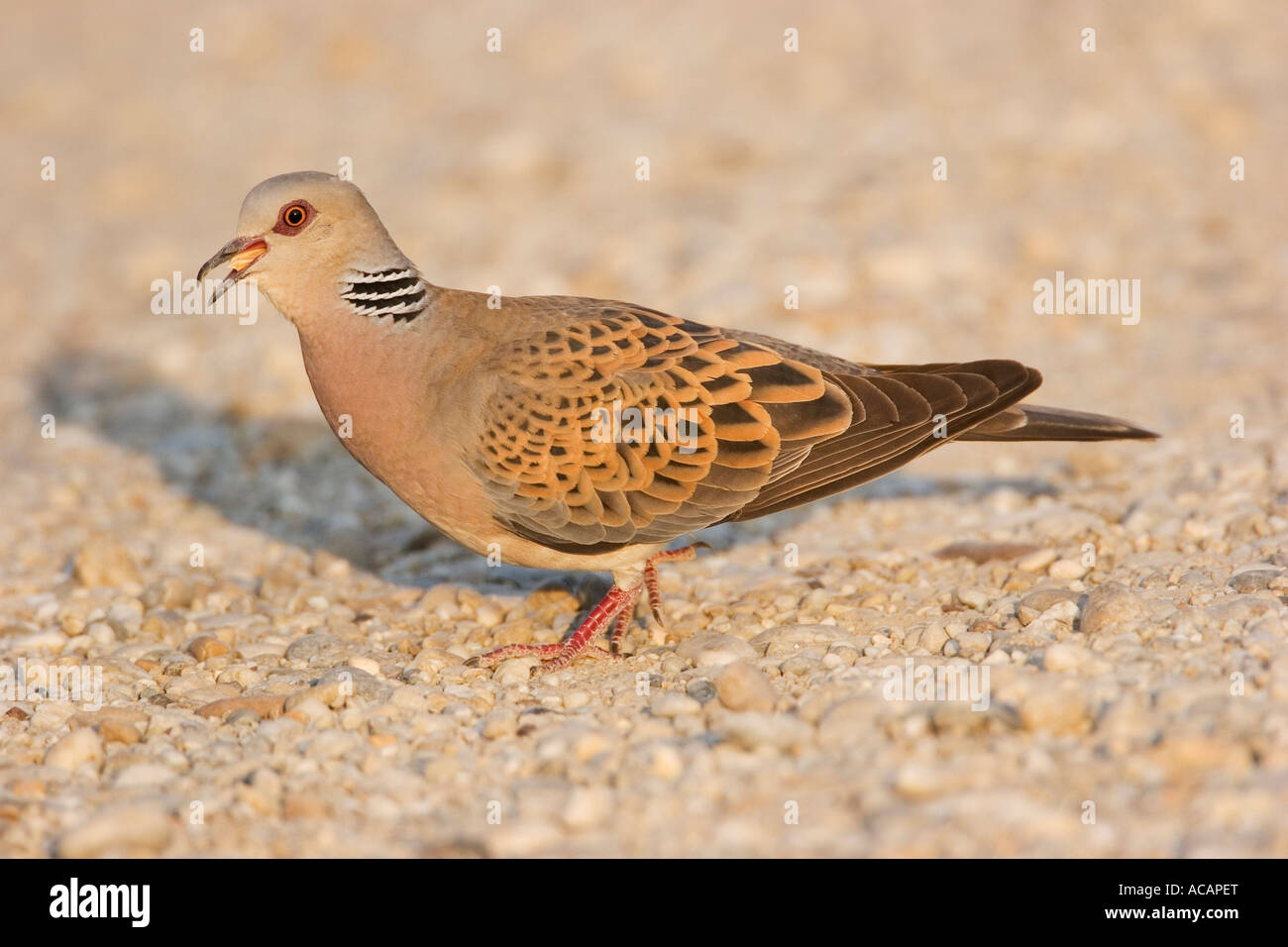 La Tortora (Streptopelia turtur) con granella di mais in bolletta Foto Stock