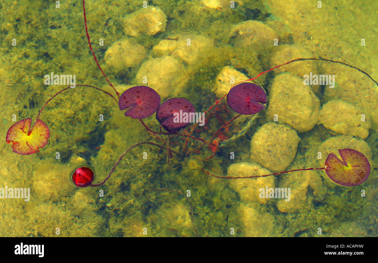 Red acqua giglio bud e lascia in un lago con pietre di colore giallo Foto Stock