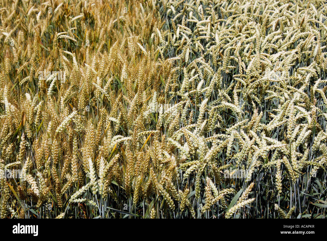 Quasi mature e punte di segala (sinistra) e frumento (destra) Foto Stock