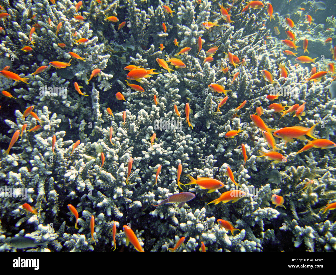 Anthias in un corallo, arancio fairy basslet, Dahab, Sinai, Egitto Foto Stock