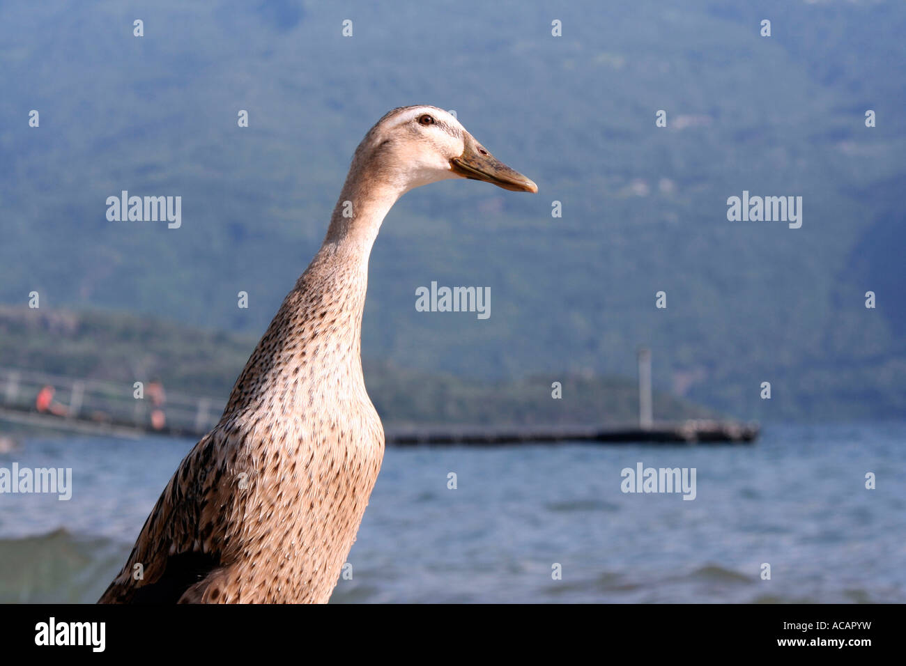 Duck Lago di Como, Italia del Nord Foto Stock
