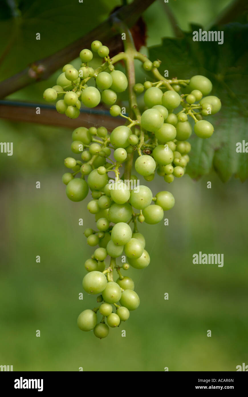 Giovani uva acerbo (Vitis vinifera), Hagnau, Baden Wuerttemberg, Germania, Europa. Foto Stock