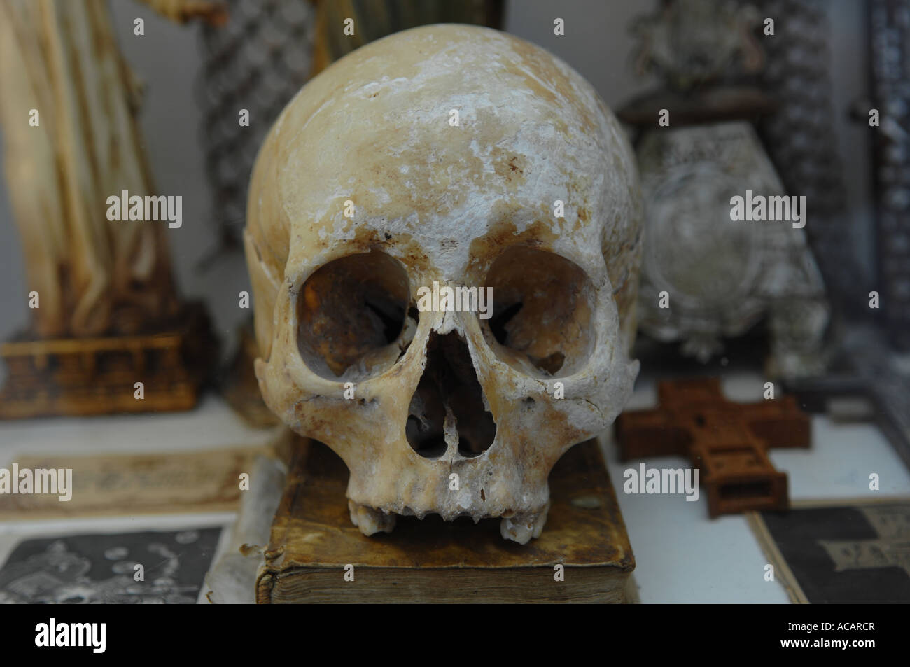 Cranio umano Foto Stock