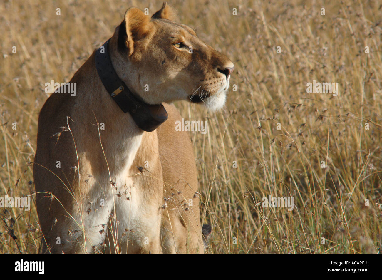 Leonessa (panthera leo) con dispositivo di inseguimento, il Masai Mara, Kenya, Africa Foto Stock