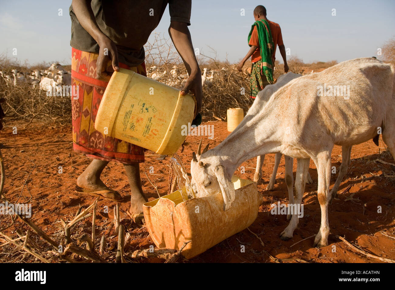 Saadiya Okash figlio di acque il suo sottile capre. Ogni giorno lei cammina in due ore portando acqua per cercare di mantenere il suo piccolo allevamento vivi Foto Stock
