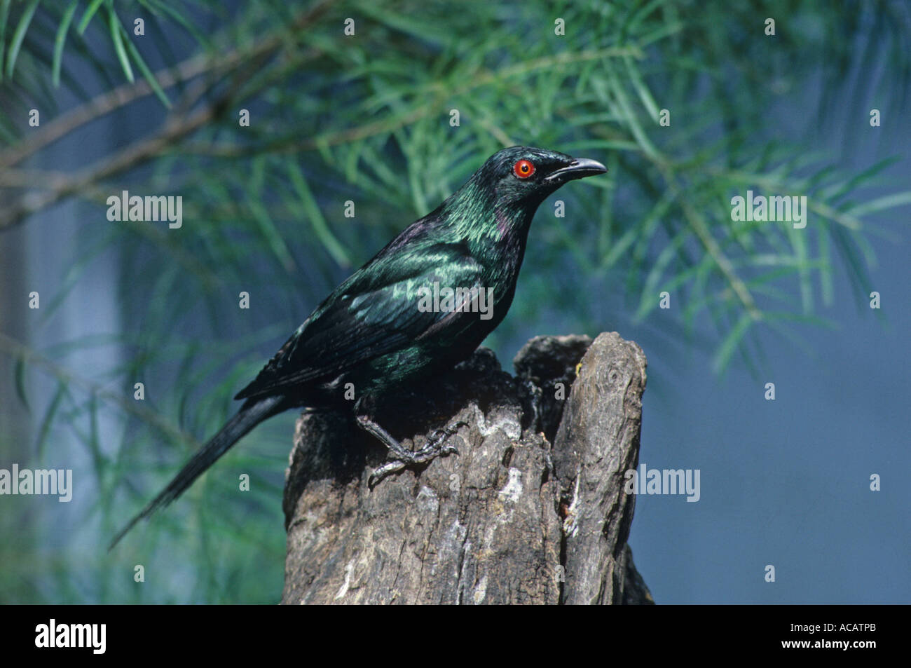 Shining Starling Aplonis metallica close up appollaiato sul ceppo di albero Foto Stock