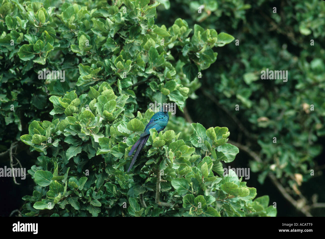 Lunga coda di lucida Lamprotornis Starling caudatus arroccato nella struttura ad albero Gambia Foto Stock