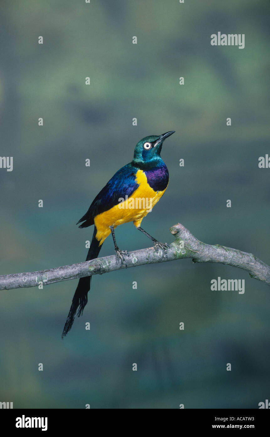 Royal Starling Cosmopsarus regius Golden petto o Regal appollaiato sul ramo Foto Stock