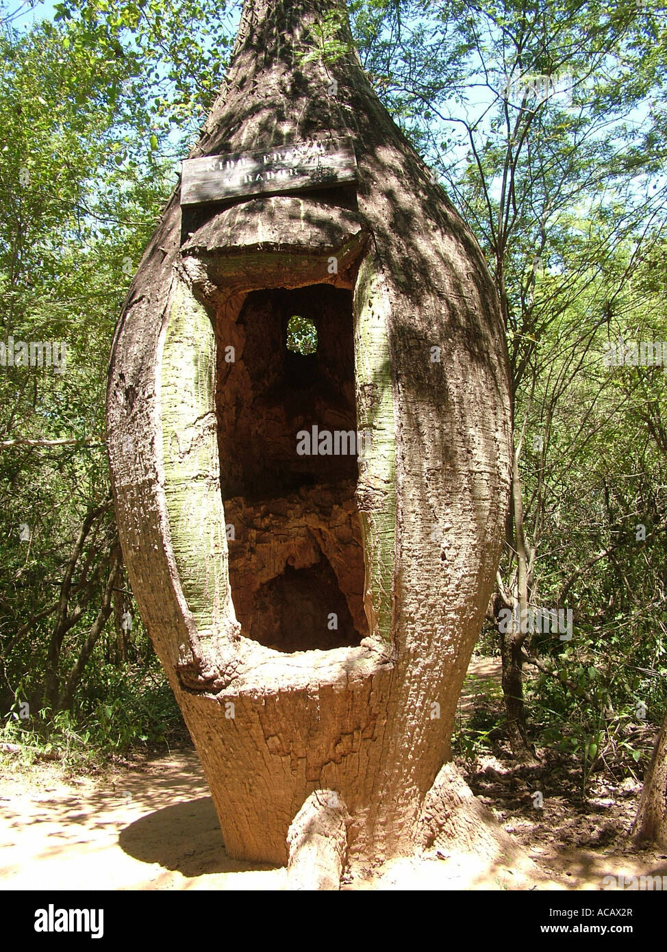 Vecchio stand di tiro del Chaco guerra in una bottiglia di albero, Fortín Boquerón, Gran Chaco, Paraguay Foto Stock