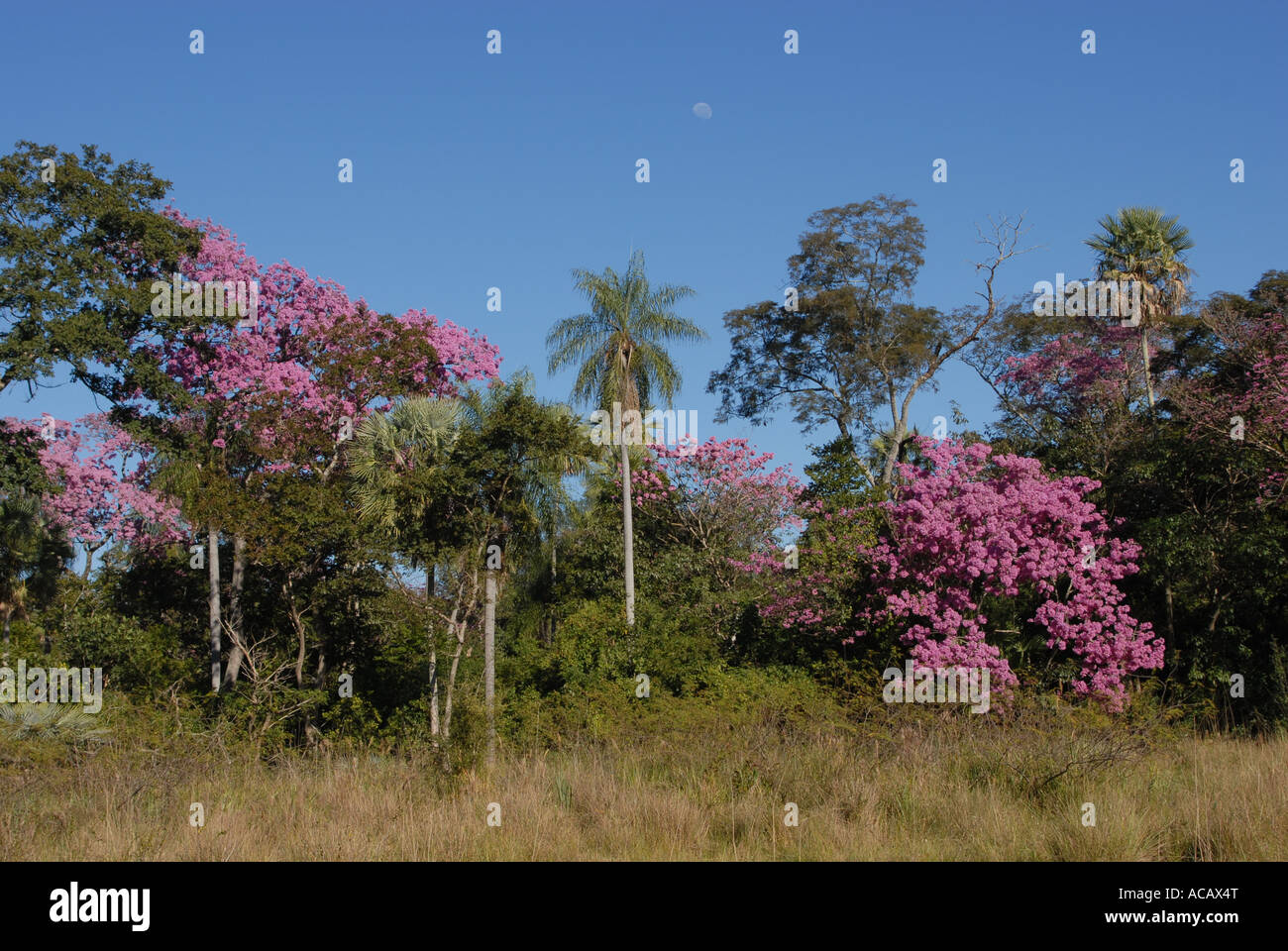 Lussureggiante flowerage della tromba rosa tree (Tabebuia heptaphylla), Paraguay Foto Stock