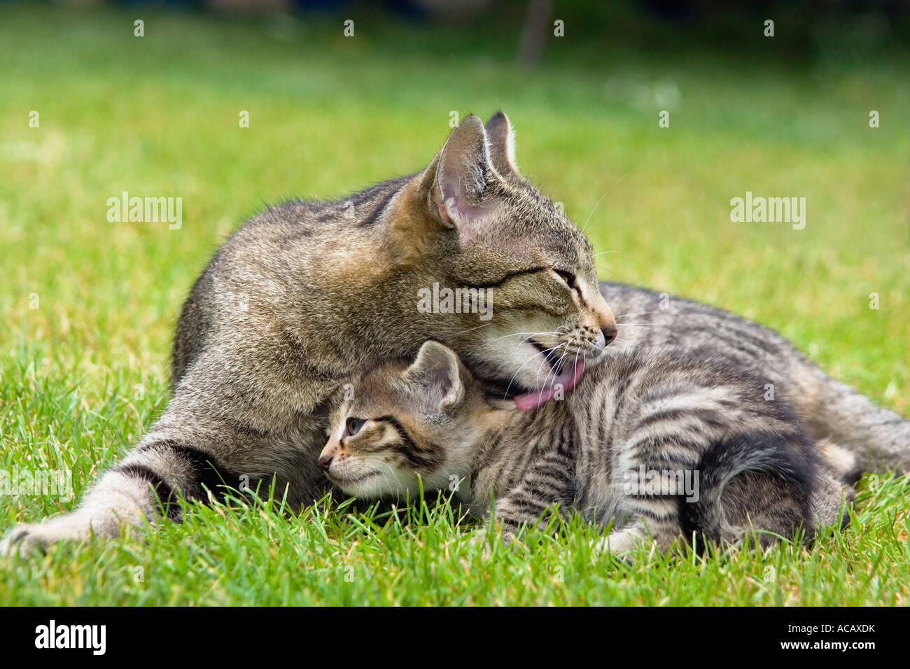 Il gatto domestico leccare i giovani, Foto Stock