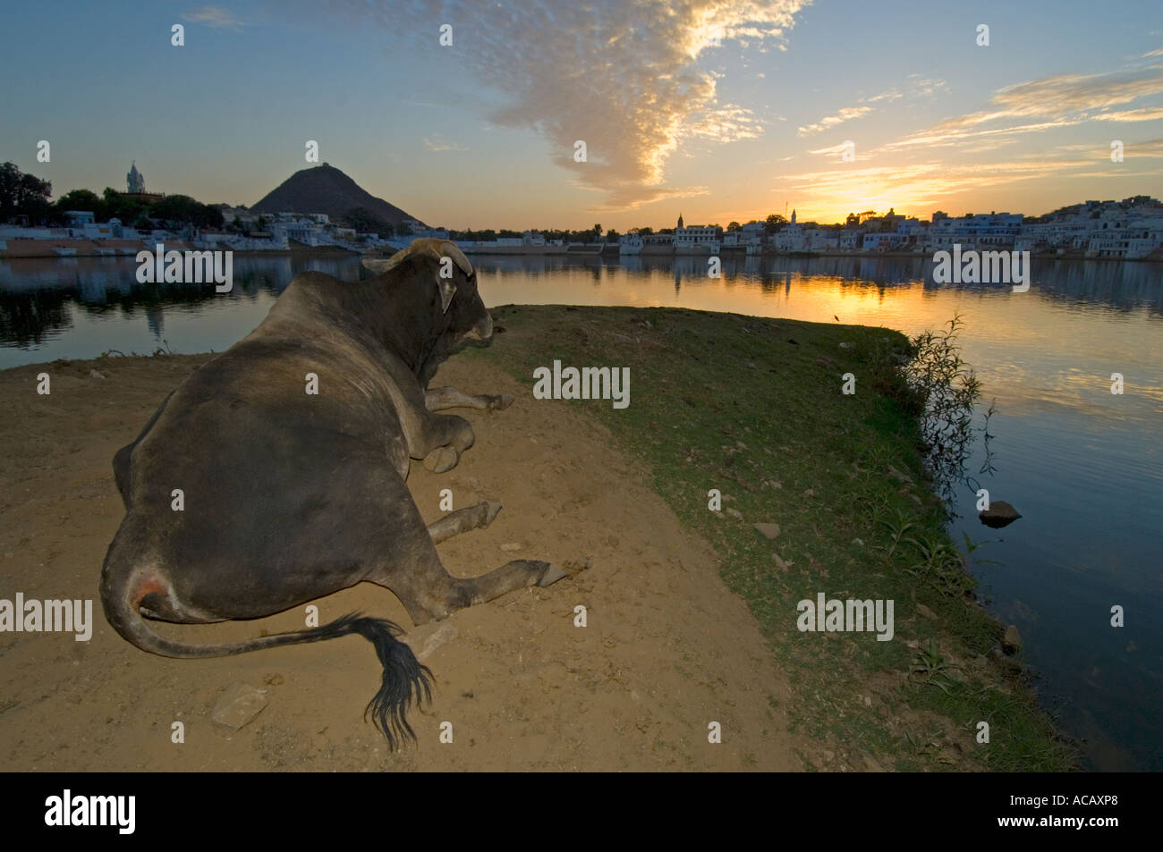 Ampio angolo di visione e il flash fill di un sacro Sahiwal bull (bos indicus) giacenti dal lato del lago Pushkar "guardare" il tramonto. Foto Stock