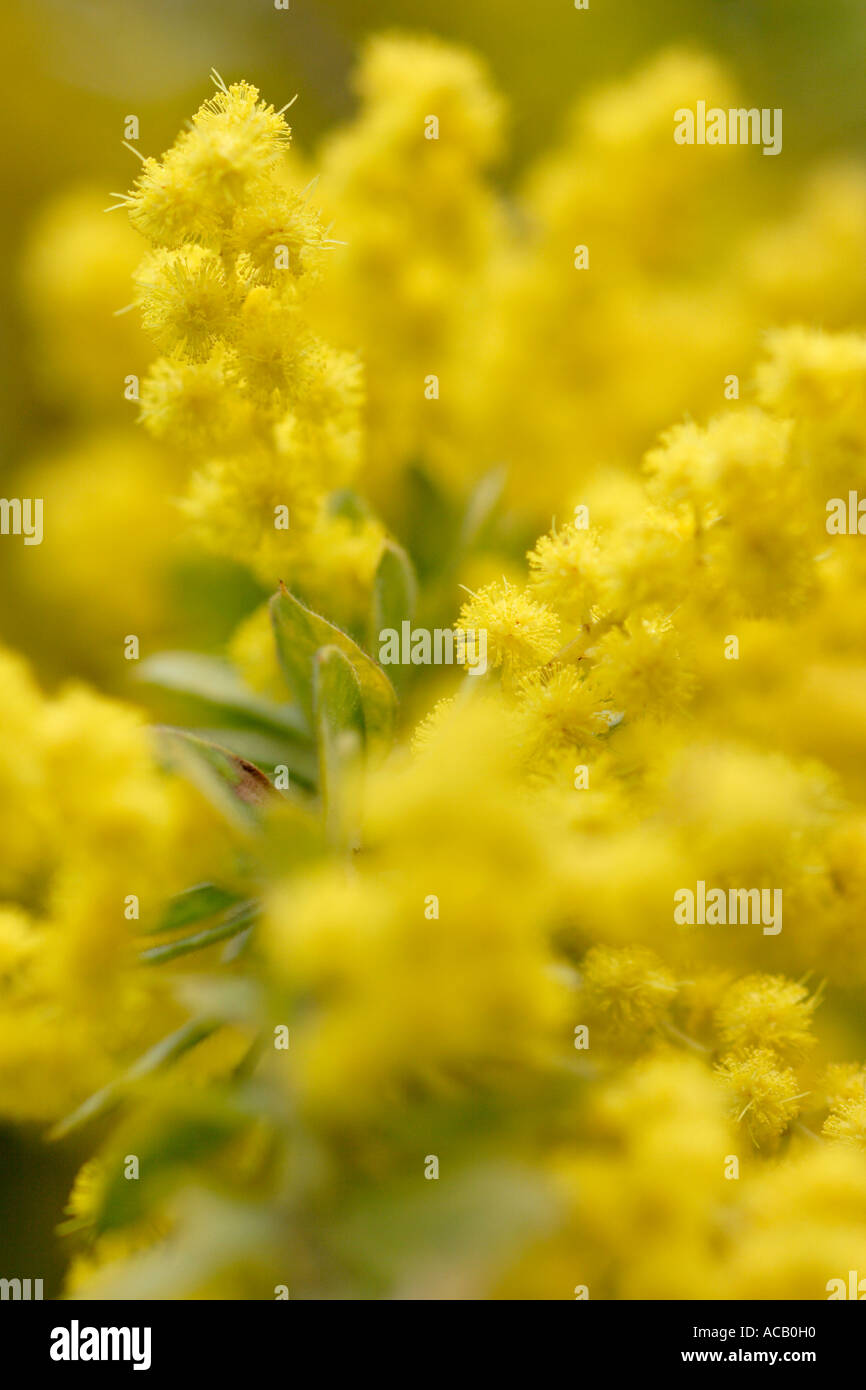 Graticcio pelose fiori vestita di Acacia Foto Stock