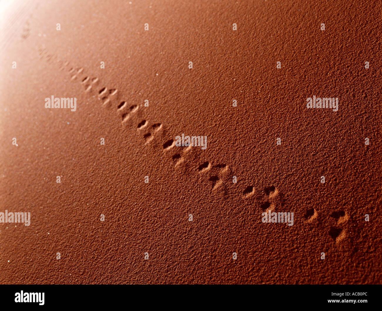 Animale via nel deserto di Merzouga Marocco Foto Stock