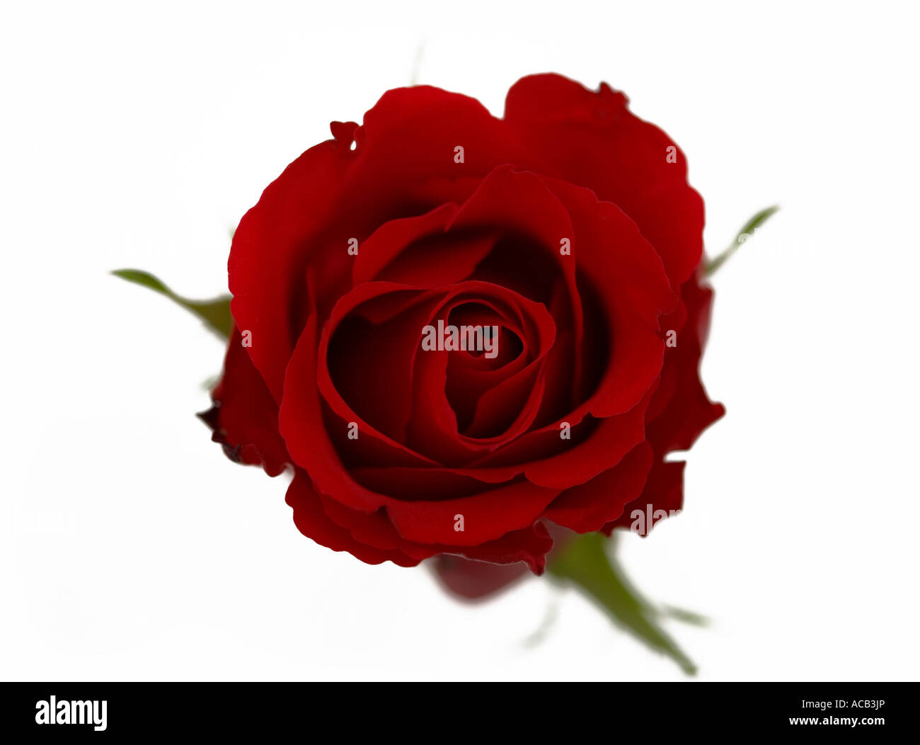 Single red rose shot dal di sopra contro un pulito lo sfondo bianco Foto Stock