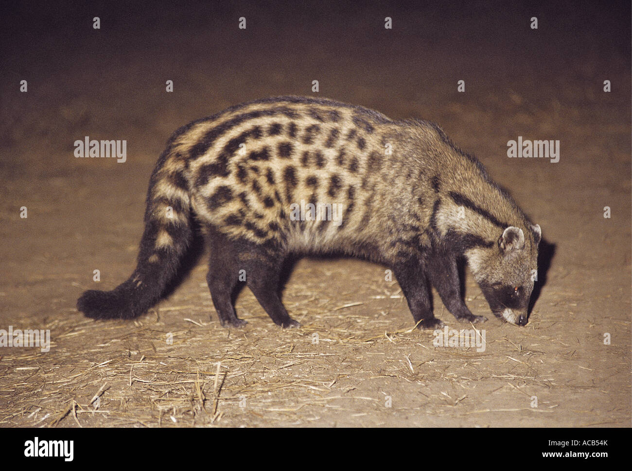 Zibetto presi in notturna a sud Luangwa National Park in Zambia Foto Stock