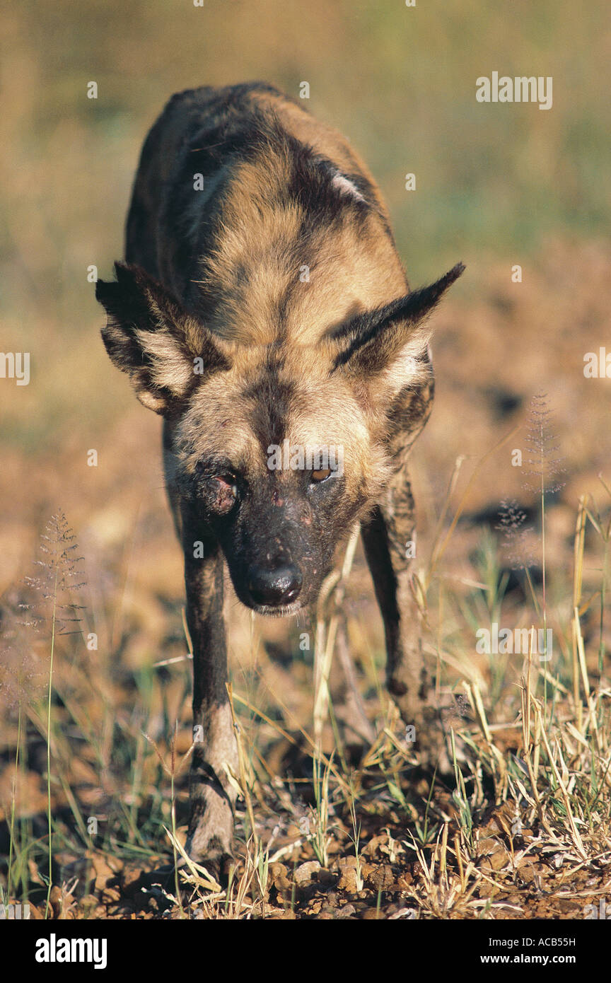 Ritratto maschile di cane selvatico Lycaon pictus South Luangwa National Park in Zambia Foto Stock