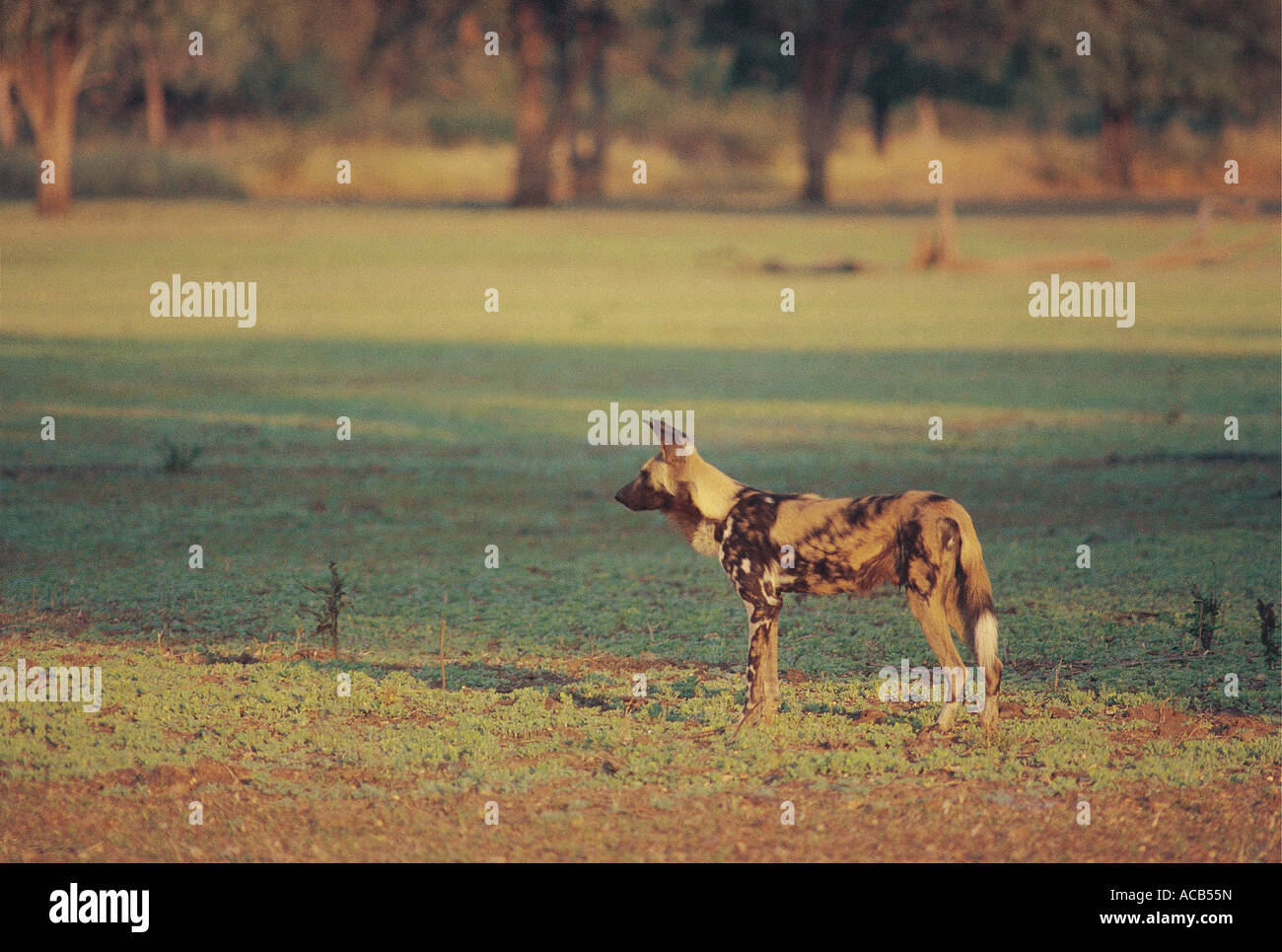 Maschio di cane selvatico Lycaon pictus South Luangwa National Park in Zambia Foto Stock