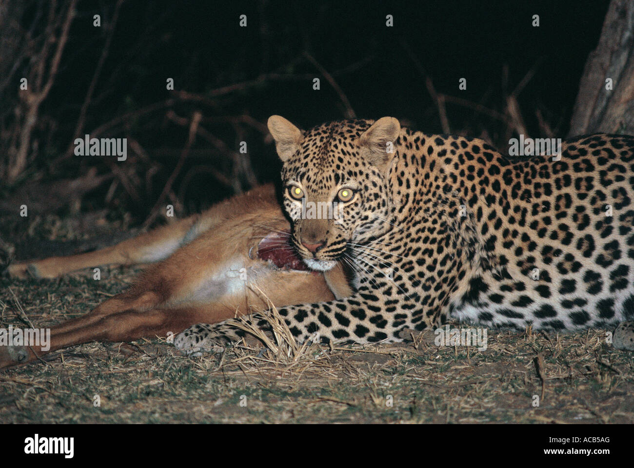 Femmina di alimentazione di Leopard su Puku kill South Luangwa National Park in Zambia Foto Stock