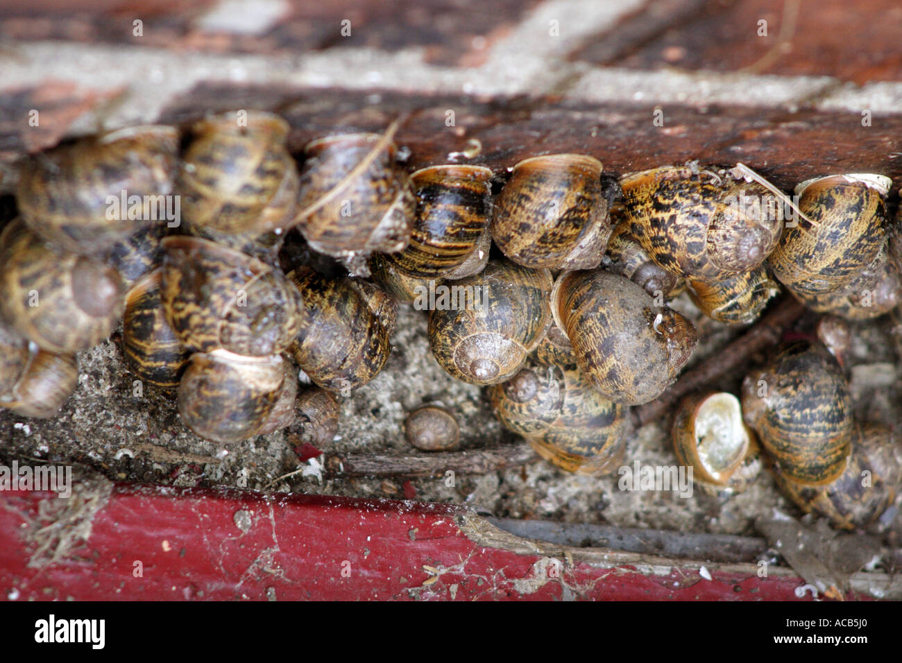 Giardino di lumache, Helix Aspersa, entra in modalità di ibernazione tra la parete e la tavola di legno, REGNO UNITO Foto Stock