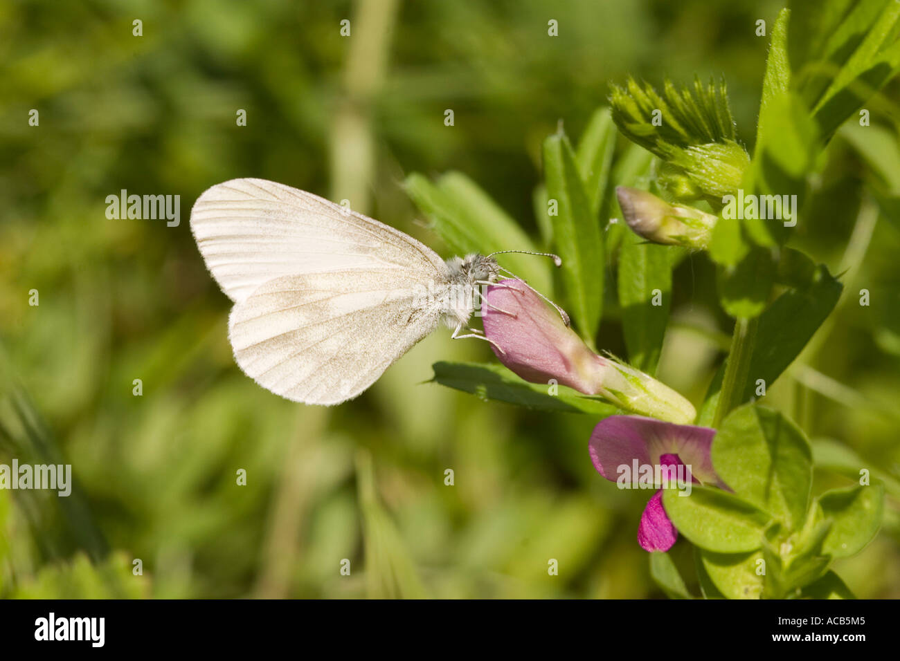 Il legno bianco. Foto Stock