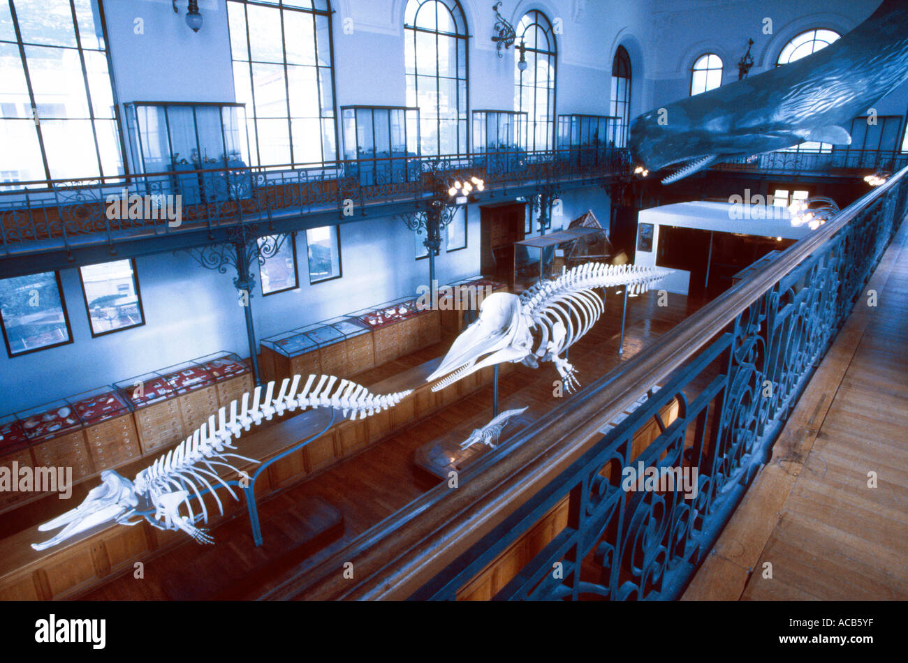 Scheletro di balena nel Museo Oceanografico di Monaco Foto Stock