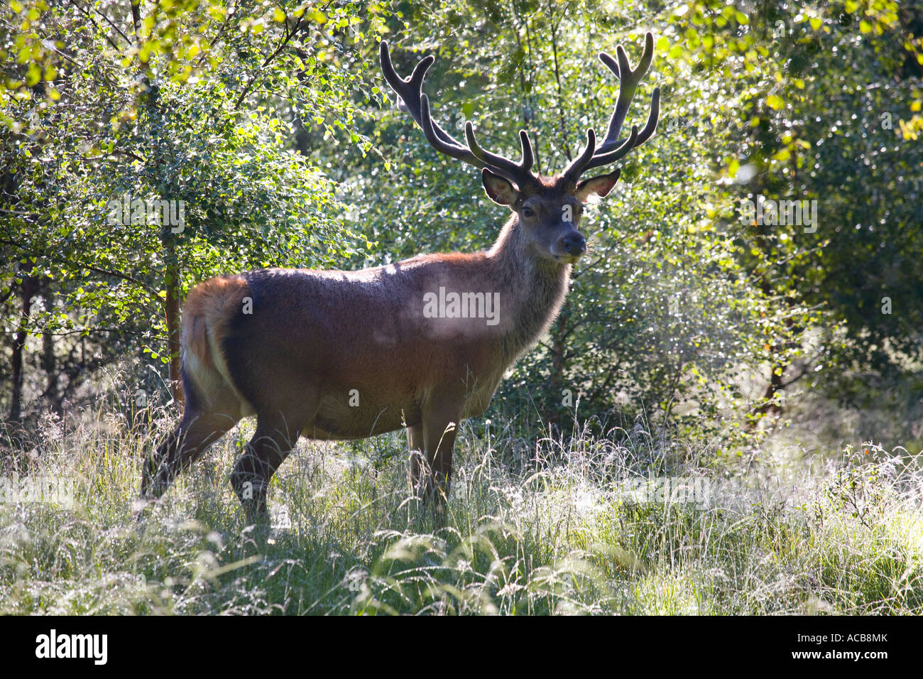 Scottish Red Deer adulto stag in velluto  bosco di betulle in Braemar, Cairngorms National Park, Scozia. Foto Stock